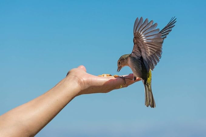 Wakefield Premium Virginia Peanuts In-Shell for Squirrels, Blue Jays & Wildlife - 25 LB Bulk Bag - Hand-Picked, Raw, Unsalted, High Protein Wild Bird & Animal Feed