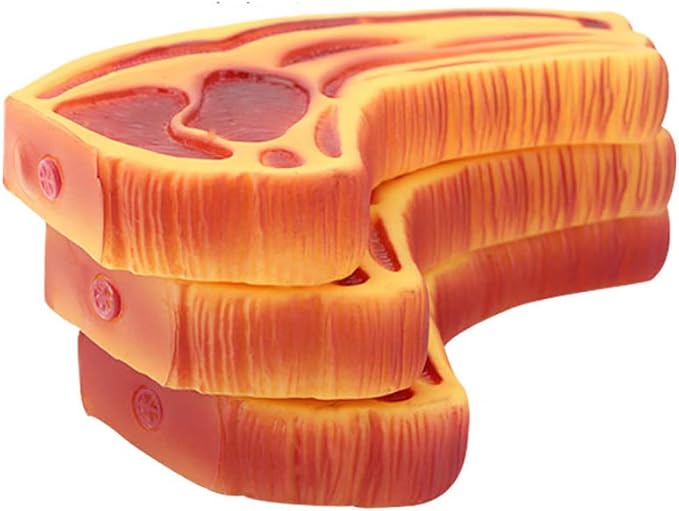 Pet Chew Toy Interactive Dog Food Toy Bite Sandwich 3 Pack Soft Non-Toxic Teeth Cleaning Dog Toys Squeaky for Puppies Small Dogs Cats DT11 Steak