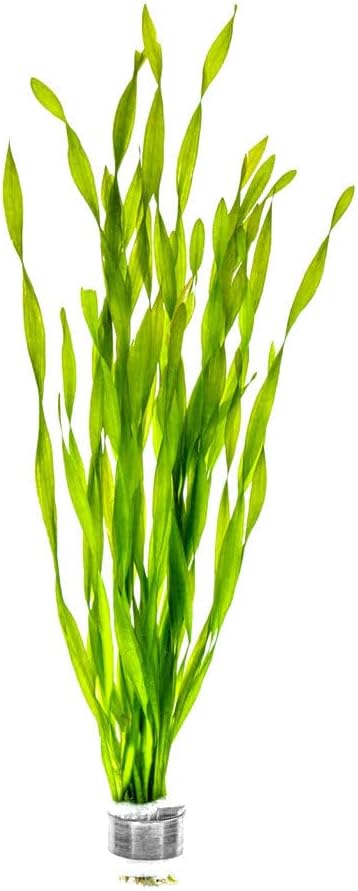 SubstrateSource Live Plant - Tall Grass, Corkscrew Vallisneria - Easy Care, Moderate to High Light, Bright Green Accent, Freshwater Aquatic Plant for Aquascaping - Lead Bunch