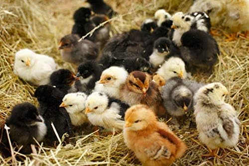Country Heritage Chick Starter Grower Feed 5lbs - Non-Medicated Complete Nutrition Crumble for Baby Chickens Turkeys Ducks Geese, 18% Protein