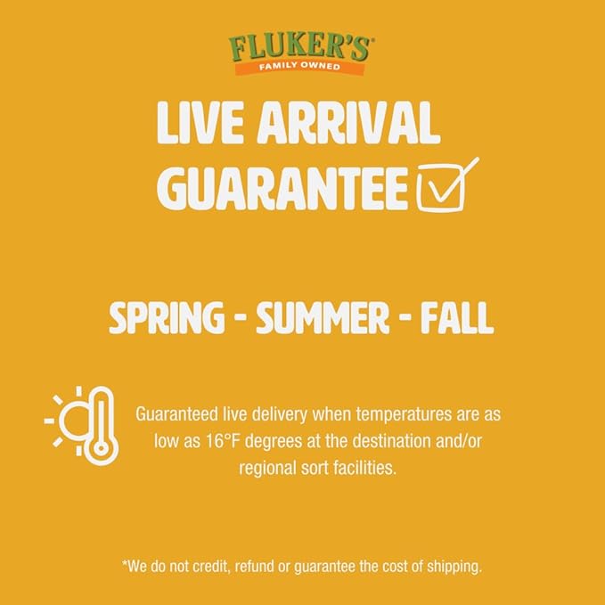 Fluker's Live Mealworms, 500 Count Insects for Reptiles, Chickens, and Birds, Large Size, (Approx. 1")