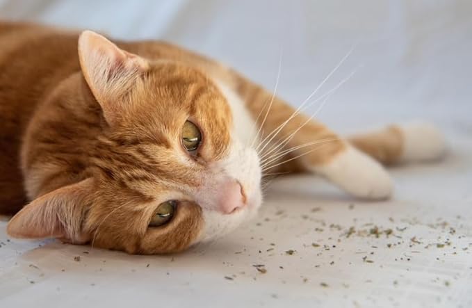 Catnip Blend - Non-Addictive Catnip Treats for Enhanced Playfulness. North American Crafted, 100% Natural. Ideal for Complementing Catnip Toys, Catnip Spray, and Cat Accessories (1 Cup)