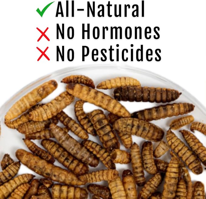 Buff Clucks Grub Fuel Black Soldier Fly Larvae for Chickens - Nutrient-Packed BSFL, Sustainably Sourced Snack for Poultry, Rich in Protein, Calcium, Fiber, Essential Fatty Acids, USA Grown (1LB)