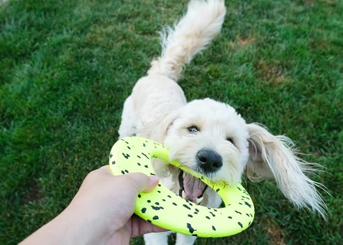 KONG Reflex Flyer – Ultra-Durable, Flexible Dog Frisbee for Tough Fetching, Self-Healing, Bite-Resistant, Floats for Water Play, Long-Lasting Interactive Fun (2 Pack)