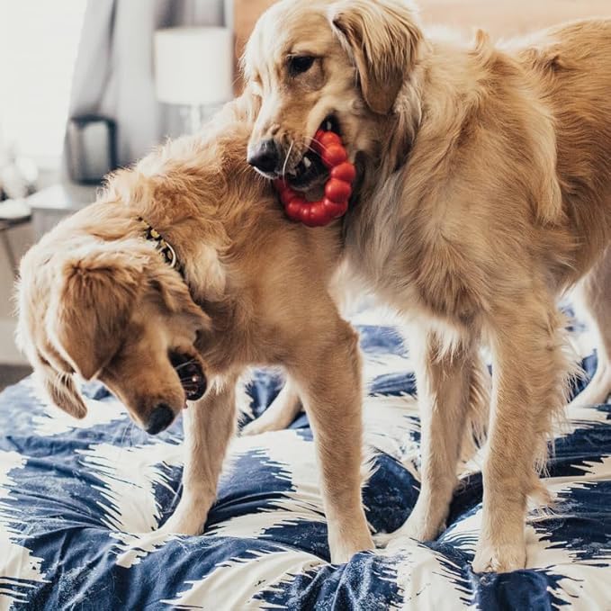 KONG Ring Medium/Large Dog Toy (2-Pack)
