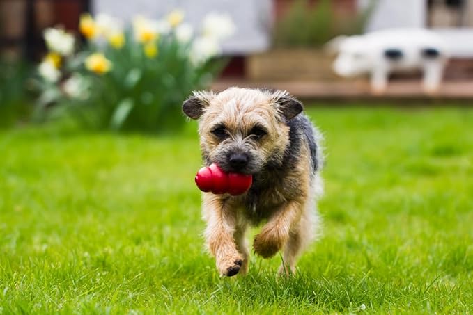 KONG Classic Dog Toy Small Peanut Butter Snacks Dog Treats 7 oz – Durable Chew Toy & Natural Treats Combo Bundle for Small Dogs