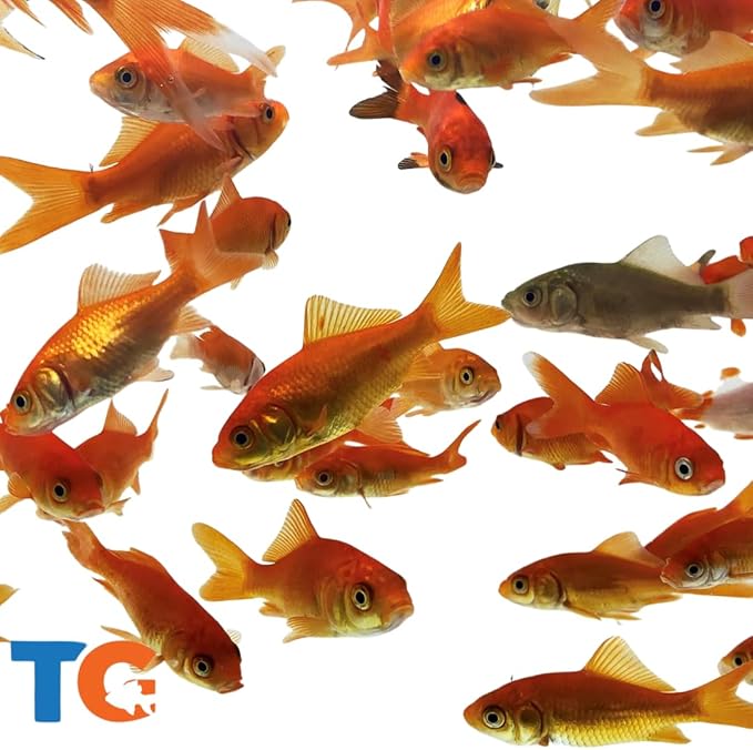 Toledo Goldfish Comet Feeder Goldfish: Live Feeder Goldfish Perfect for Stocking Ponds, Tanks, and Aquariums – 2 to 2.5 inches, 250 Fish