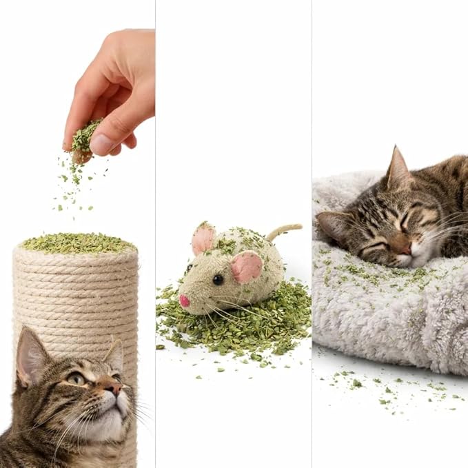 Organic Catnip for Cats USDA Certified Dried Herb Made in USA - 3 oz Total Premium Natural Cat Treats Strong Fresh Loose Leaf Catnip Herbs Resealable Bag Best Single Ingredient Cat Nip Buds Bulk