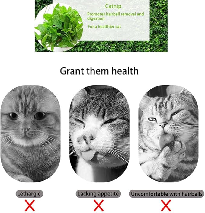 Premium Natural Catnip for Cats, Fun Feline Playtime Treat (260ML)