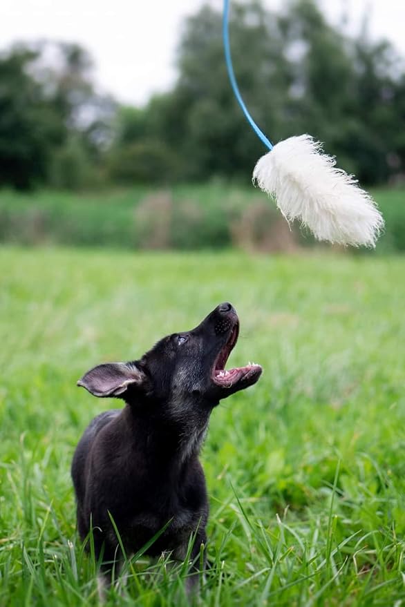 Dingo Natural tug Toy for Dog, Sheepskin Toy, Sheep Leather, Long Toy, for Chasing Motivation Reward Agility, Long Handle, Blue 15583