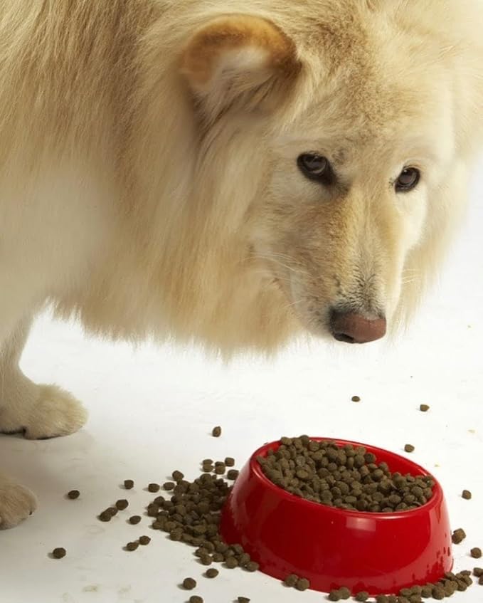 Evanger's Super Gamebird Recipe with Coconut Oil Dry Dog Food – 4.4 lb Bag – Hypoallergenic Duck & Turkey Formula – Grain-Free, Supports Digestive & Coat Health