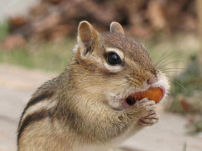 Wakefield Premium Virginia Peanuts In-Shell for Squirrels, Blue Jays & Wildlife - 6 LB Bag - Hand-Picked, Raw, Unsalted, High Protein Wild Bird & Animal Feed