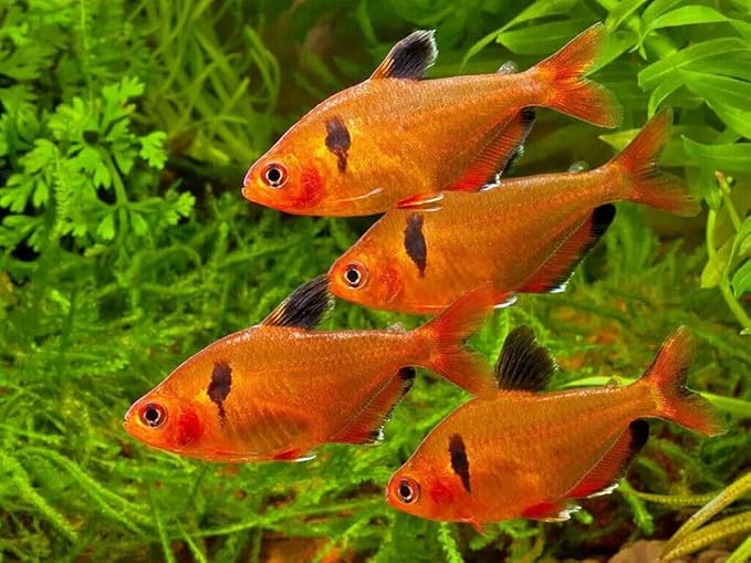 Tropical Fish Flakes, Mix of Krill, Color Enhancing, Spirulina Flakes for Cichlids, Angels, Live Bearers, Tetras, Guppies, All Tropical Fish...WL 6oz Med Jar