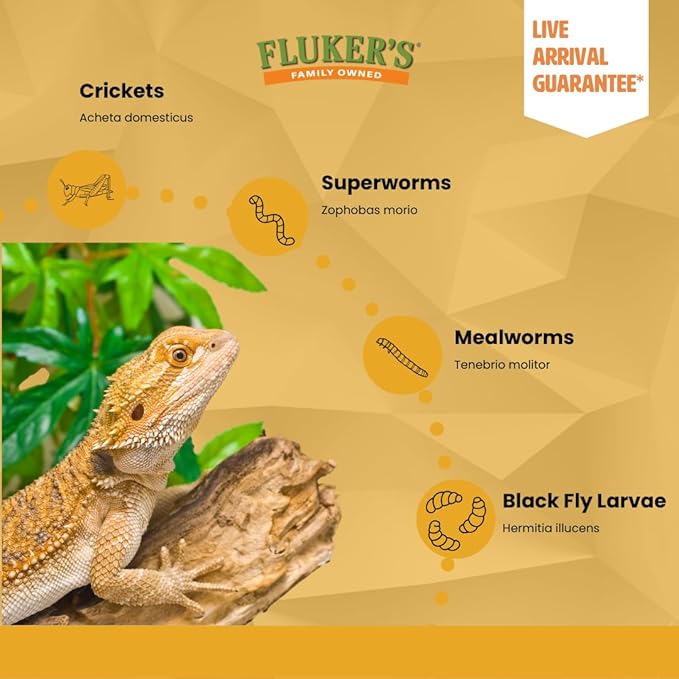 Fluker's Live Mealworms, 5000 Count Feeder Insects for Reptiles, Chickens, and Birds, Large (Approx. 1")