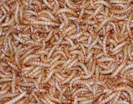 5000 Live Mealworms, Reptile, Birds, Chickens, Fish Food (Large) by Tenebrio molitor