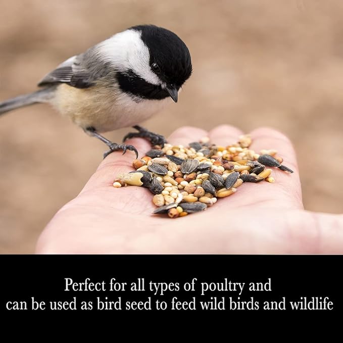 Desert Valley Premium Whole Grain Scratch Feed- Non GMO - Nutritious Treat for Chickens, Ducks, Wild Birds & More (10-Pounds)