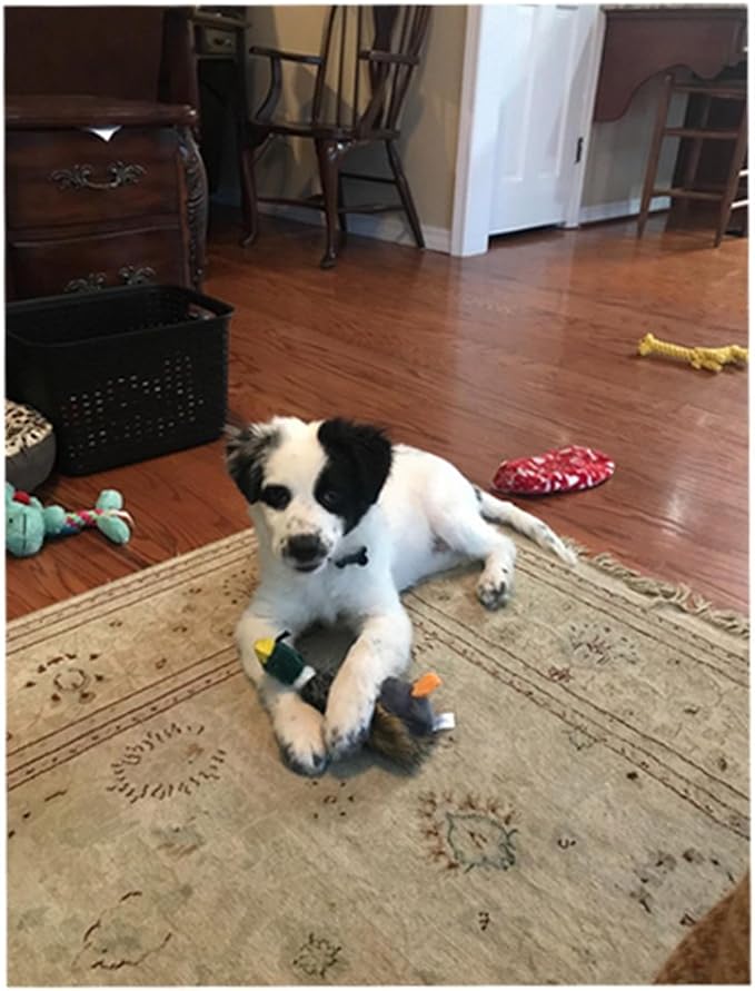 2 Pcs Pet Dog Toy Puppy Dog Chew Toy with Cartoon Plush Squeaking Duck Style for Small Medium Dog or Cat
