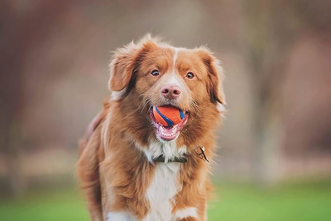 Chuckit! Fetch Pack - Chuck It Dog Ball Launcher 18 M, Tennis Ball, Ultra Rubber Ball and Ultra Fetch Stick Dog Gifts, Dog Toys Indestructible Dog Ball Thrower Launcher