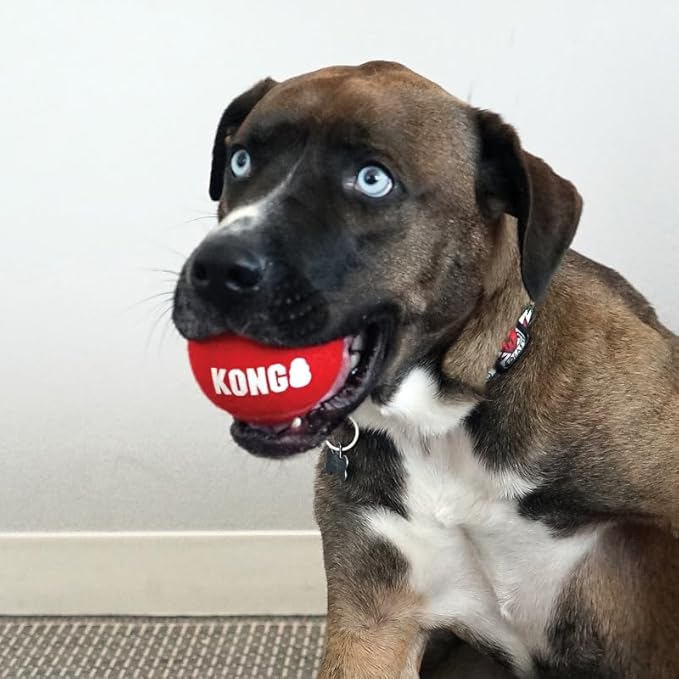 KONG Signature Sport Balls Dog Toy, Large, 2 Pack