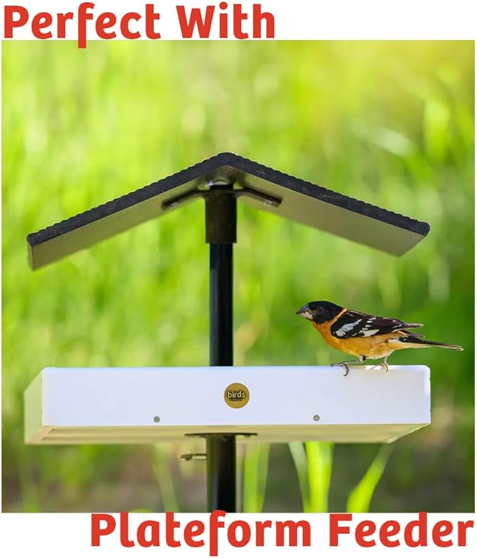 Birds Choice Cardinal's Crave Seed Cake | Wild Bird Food for Cardinals | High-Energy Mix of Black Oil Sunflower Seeds, Pecans & Millet | High Protein & Fat Backyard Feeders | 0.55 lbs (6-Pack)