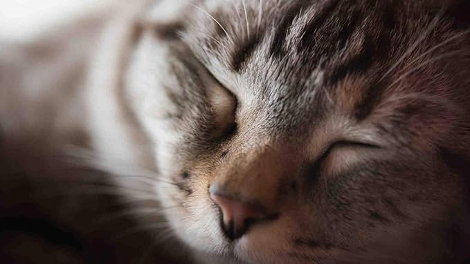I LOVE MY PETS LLC cat Skin Treats - CAT Hair and Coat Health - Healthy Skin - Premium Quality Treats - cat Diet Treats - 1 Bottle (60 Tablets)
