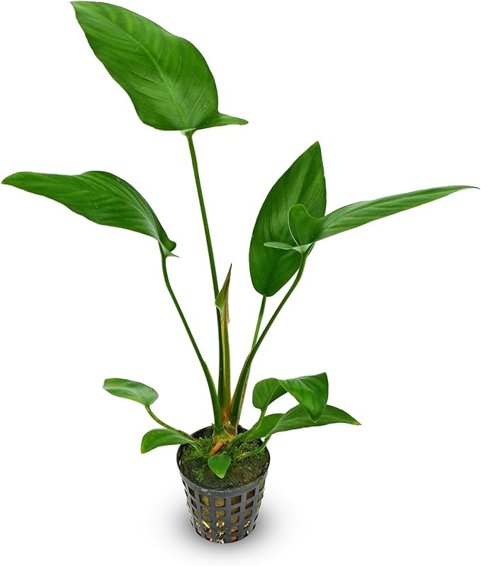 Anubias Hastifolia Bare Root - Hardy Freshwater Aquatic Plant - Create a Safe & Natural Environment for Your Aquarium Pets - Adds Natural & Stunning Beauty - 2 Pot