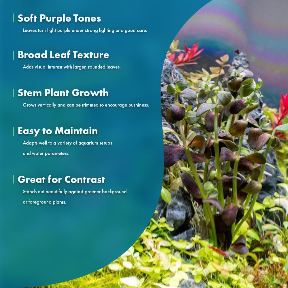 SubstrateSource Live Plant - Purple Bacopa (Bacopa salzmannii) - Moderate Care, Moderate to High Light, Purple and Violet Accent, Freshwater Aquatic Plant for Aquascaping - Lead Bunch