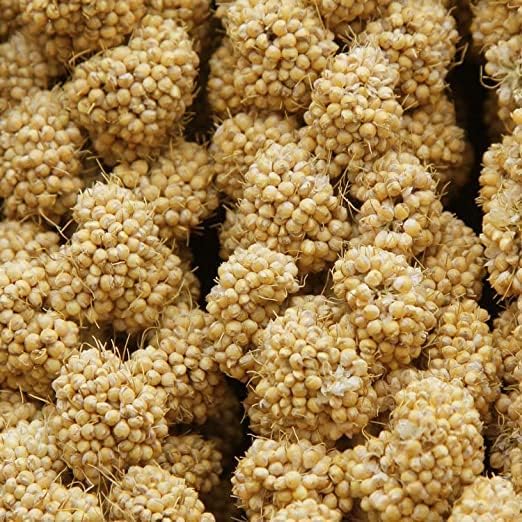 CountryMax HG9M Spray Millet Natural Treat Food Non-GMO Pesticide Free for Parrots, Parakeets, Finches, Lovebirds (5 Pounds)
