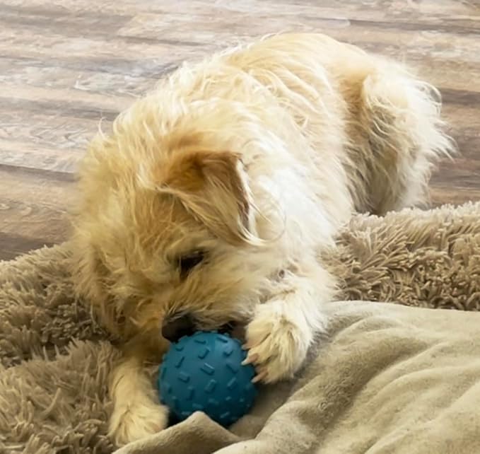 Challenging Treat-Dispensing Ball for Pigs, Piglets, Dogs, and Rabbits – Mental Stimulation and Playtime Fun! (Blue)