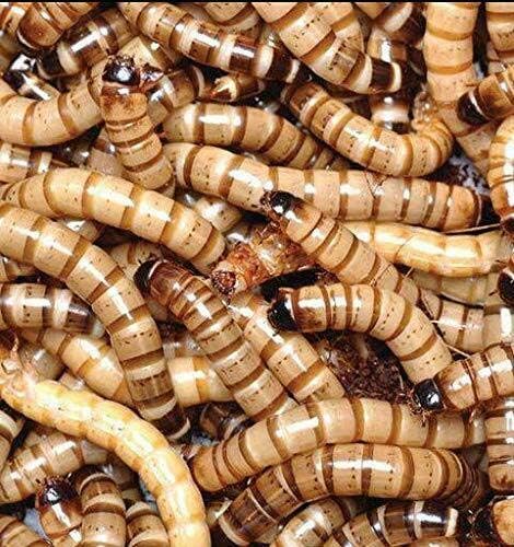 Predator Foods Bulk Super Worms - Large (1.5-1.75 in) - 100 Count