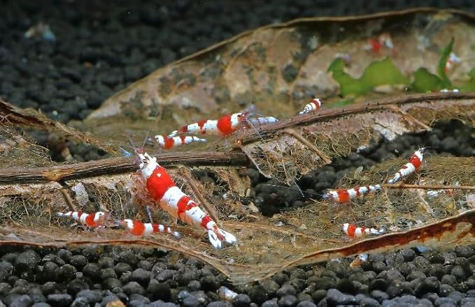 Awesome Aquatic Betta Shrimp Leaves 30 4"-6" Premium Catappa Indian Almond Leaves Aquarium Fish Shrimp Betta Tanks Blackwater Habitat Health Color Natural Habitat Tannin Improves Immunity