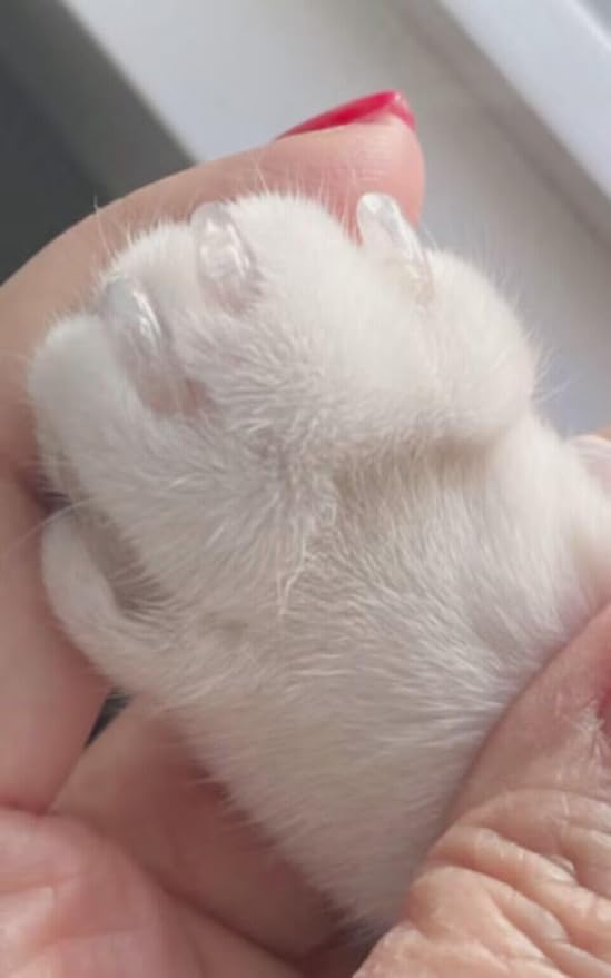 100pcs Cat Nail Caps Clear Cat Claw Covers Kitten Nail Caps with Adhesives and Applicators (L Clear)
