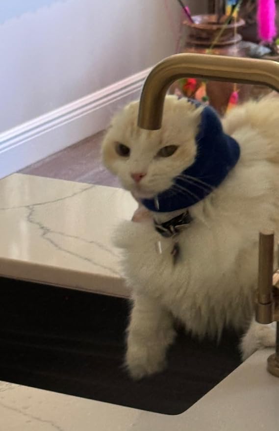 Pet Hoodz for Cats, Anxiety, Grooming, Ear Muffs, Cat Ear Protection, Calming, Ear Compression, Pet Hoodie, Cat Hoodie, Soft-Expandable Fabric for Cats, (Blue, LRG)