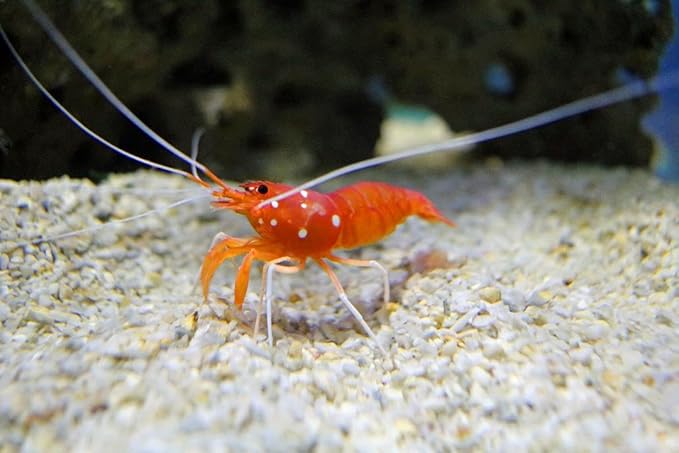 Calcium Feeder Disks for Shrimp, Snails, Crabs, Crayfish, Hermit Crabs and All Tropical Fish, 200 Count Jar of Small-Medium Feeder Disks