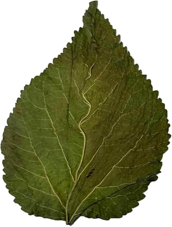 Awesome Aquatic Mulberry Shrimp Leaves Natural Botanical Leaf Food Organic Treat Aquarium Fish Shrimp Terrarium High Protein Vitamin Mineral Fiber Healthy Habitat Environment (Mulberry 10 pk)