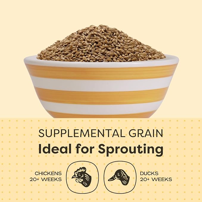 Scratch and Peck Whole Barley Chicken, Duck and Livestock Supplemental Grain - 8.5% Protein, Certified Organic and Non-GMO Project Verified Chicken Food - 40 lbs Bag