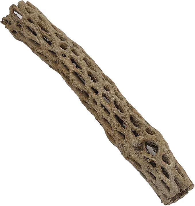 Awesome Aquatic Natural Cholla Wood Tube 12" up to 2" Dried Untreated Hollow Cactus Skeleton Aquariums Shrimp Fish Reptile Terrarium Habitat Decor Teddy Bear Staghorn (XL 12 in x up to 2 in Diameter)