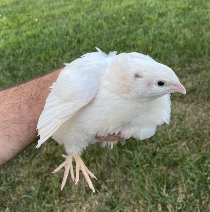 20 Large Fertile Hatching Mixed Jumbo Pharoah Coturnix,Jumbo Italian, White Quail Hatching Eggs by Fox Peak Outdoor Supply LLC.