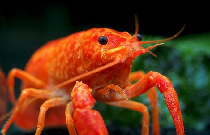 Aquatic Arts 1 Male Neon Red Crayfish | Live Freshwater Aquarium Lobster / Crawfish / Crawdad / Real Living Fish Tank Pet