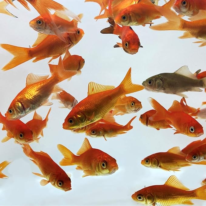 Toledo Goldfish Comet Feeder Goldfish: Live Feeder Goldfish Perfect for Stocking Ponds, Tanks, and Aquariums – 0.75 to 1.5 inches, 25 Fish