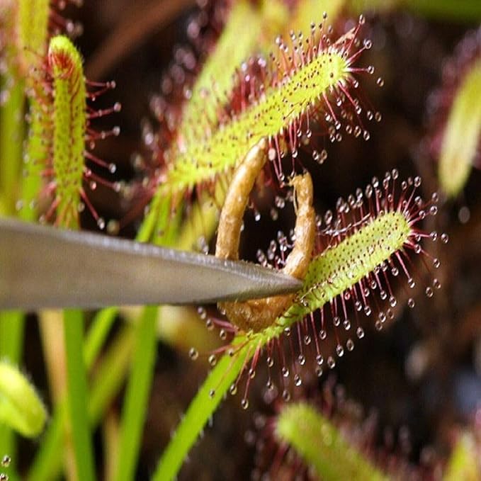 Freeze-Dried Bloodworms, Our Grade A Floating Bloodworms for All Freshwater Fish, Marines Corals, Anemones, Baby Pond Fish…0.5oz Squeeze Bottle