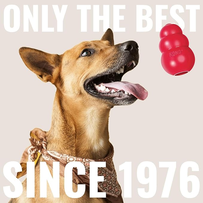 KONG Cozie Ali Alligator & SqueakAir Balls (3 Pack) - Dog Fetch & Chew Toys for Fun - Soft Toy Alligator for Indoor Play - Durable Dog Toy Balls for Outdoor Play - for Small Dogs