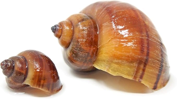 Aquatic Arts 10 Live Albino Mystery Snails | Freshwater Aquarium Species/Real Living Nano Fish Tank Pet | Glass Clearing Snail | Natural Decor