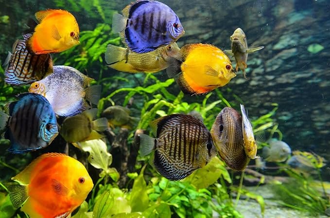 Mysis Shrimp, Floating Freeze Dried Mysis Shrimp for Marines, Corals, Anemones, All Tropical Fish, Cichlids, Discus, Tetras, Goldfish, Catfish, Koi & Pond Fish…6.2oz Clear Bag
