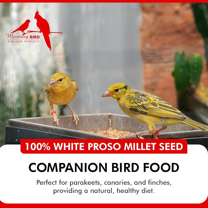 Morning Bird White Proso Millet 4.5 lbs (3-Pack, 1.5 lbs Each) Unhulled Natural Bird Seed – Supports Feather Growth & Balanced Nutrition – High Energy Seed - Ideal for Finches, Parakeets & Pet Birds