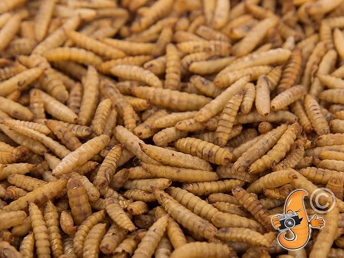 Chubby Dried Black Soldier Fly Larvae | 5 lbs Box | Non-GMO High-Protein Insect Treat for Chickens, Ducks & Wild Birds – Calcium-Rich Chicken Feed
