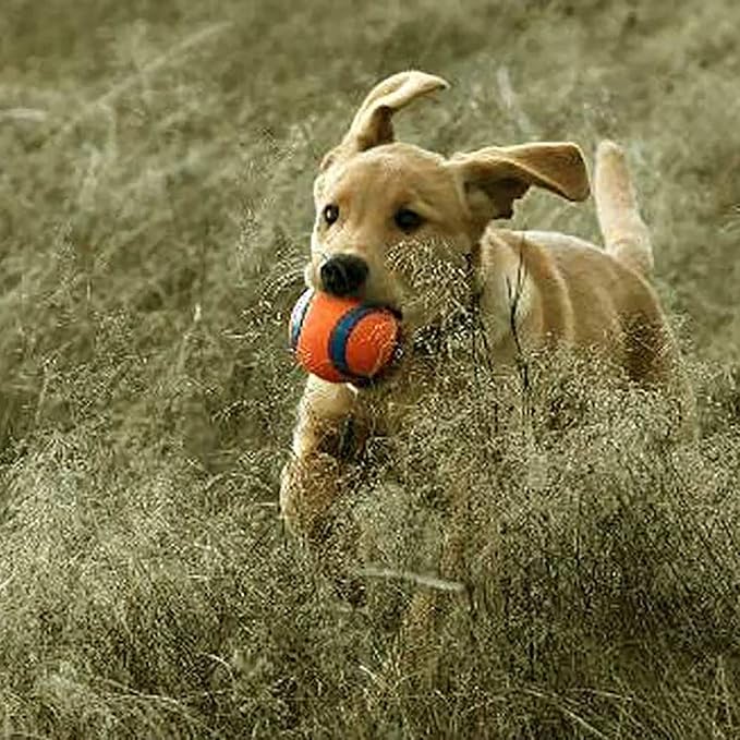 Chuckit! 170401 Dog Toy, XL, Rubber, Blue/Orange