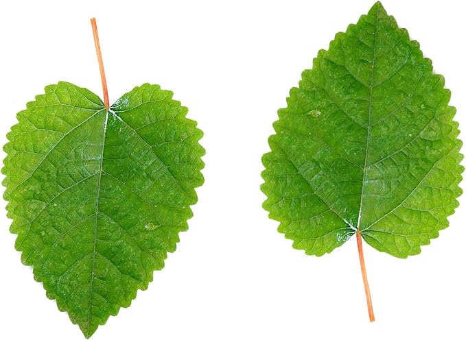 Awesome Aquatic Mulberry Shrimp Leaves Natural Botanical Leaf Food Organic Treat Aquarium Fish Shrimp Terrarium High Protein Vitamin Mineral Fiber Healthy Habitat Environment (Mulberry 20 pk)