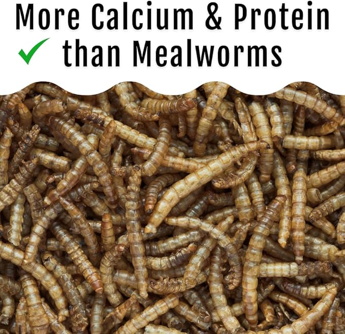 Buff Clucks Grub Fuel Black Soldier Fly Larvae for Chickens - Nutrient-Packed BSFL, Sustainably Sourced Snack for Poultry, Rich in Protein, Calcium, Fiber, Essential Fatty Acids, USA Grown (1LB)