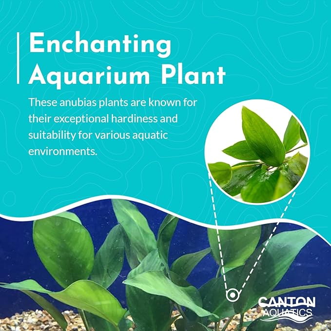 Anubias Hastifolia Bare Root - Hardy Freshwater Aquatic Plant - Create a Safe & Natural Environment for Your Aquarium Pets - Adds Natural & Stunning Beauty - Small